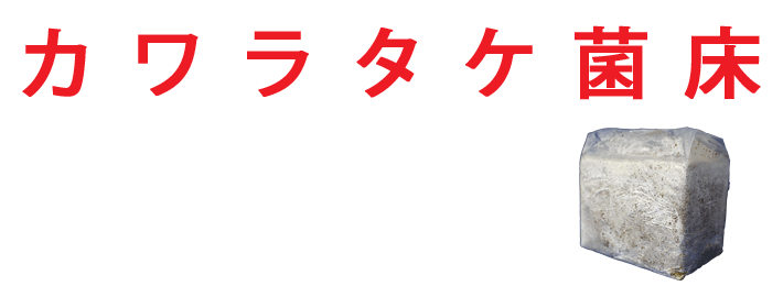 カワラタケ菌床